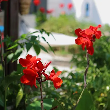 Eleni Dream Village בית אירוח *