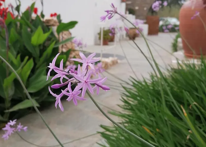 Eleni Dream Village Homestay szállás Párosz