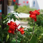Eleni Dream Village Privat bolig *