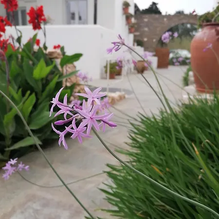 Eleni Dream Village Homestay szállás Párosz