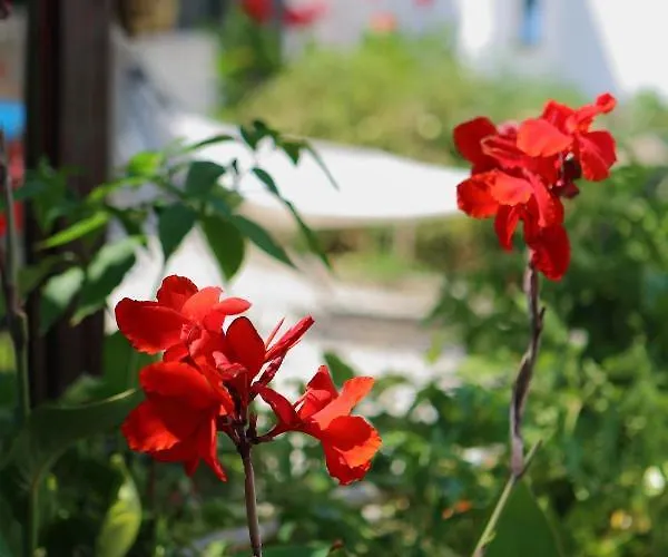 Eleni Dream Village Homestay *